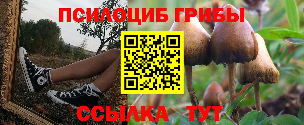 Галлюциногенные грибы Psilocybine cubensis Россия